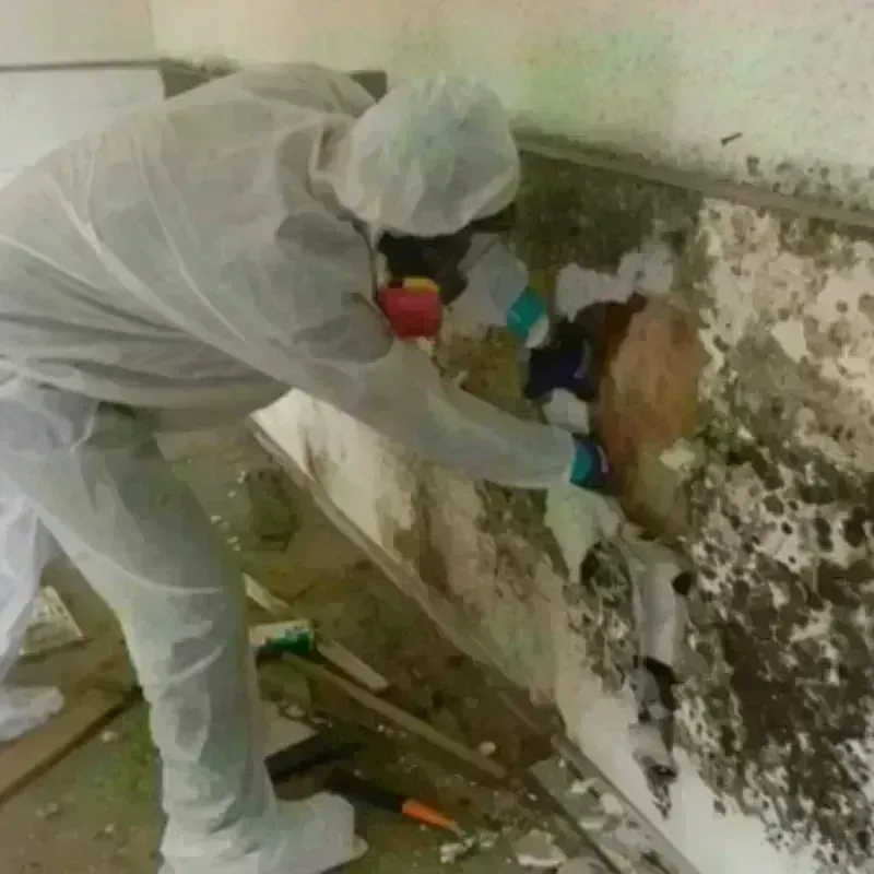 Mold Remediation and Removal in Dover, PA